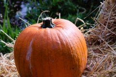 Halloweem-Birkegaardens-Haver-okt-24-abw-10-scaled