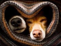 couple of dogs in love sleeping together under the blanket in bed in heart form,  warm and cozy and cuddly