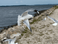 Skoven og havnen